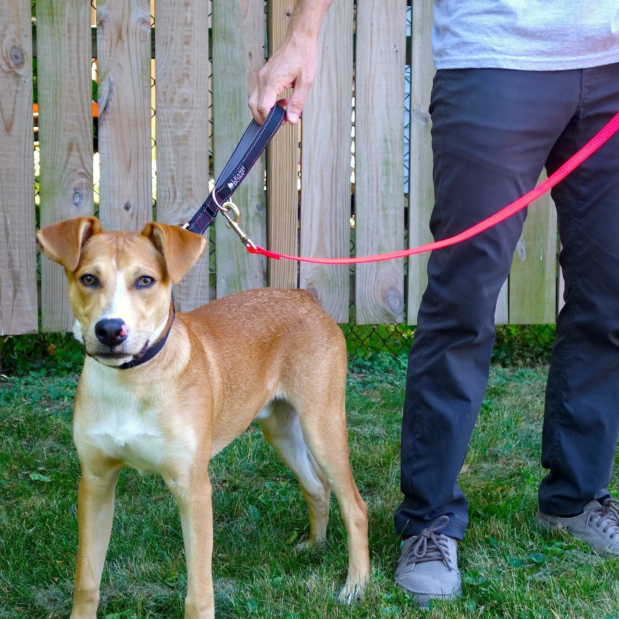 24 Inch Padded Handle Leash with Reflective Webbing and O-Ring