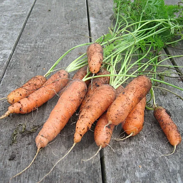Carrot Early Nantes 2 Seeds