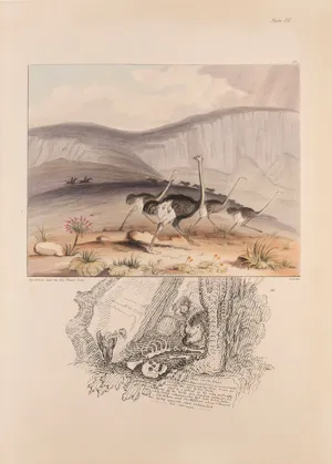 South African sketches: